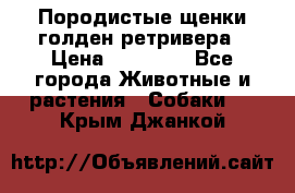 Породистые щенки голден ретривера › Цена ­ 25 000 - Все города Животные и растения » Собаки   . Крым,Джанкой